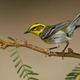Illustration for article titled Help me identify this bird